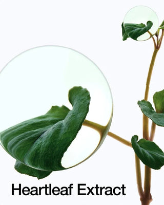 ANUA HEARTLEAF -  أمبولة 80 المرطبة والمهدئة 30 مل 